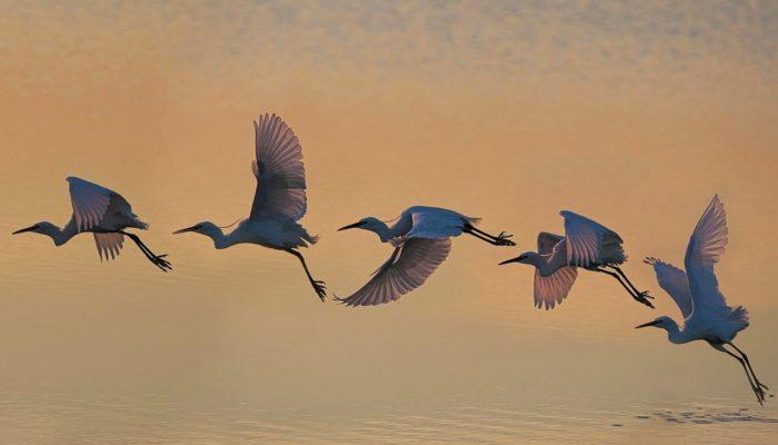 tailor-made travel as Fly Bird